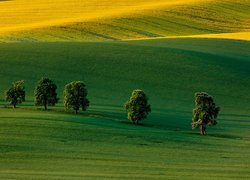 Czechy, Kraj południowomorawski, Wzgórza, Pola, Łąki, Drzewa, Kasztanowce