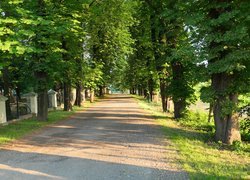 Kasztanowce wzdłuż drogi