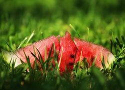 Kawałek arbuza w trawie