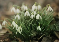 Kępka białych przebiśniegów w liściach