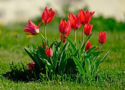 Kwiaty, Czerwone, Tulipany, Liście, Trawa