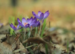 Kępka rozwiniętych fioletowych krokusów
