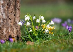 Kwiaty, Kępka, Śnieżyce, Krokus, Drzewo