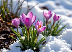 Kępki rozświetlonych słońcem fioletowych krokusów w śniegu