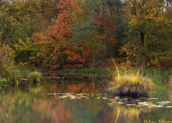 Jesień, Kolorowe, Drzewa, Jezioro, Kępki, Trawy