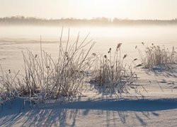 Zima, Las, Pole, Mgła, Trawa