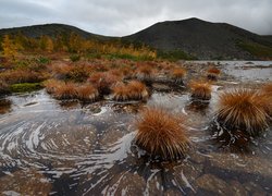 Kępy traw przy brzegu jeziora Anemone
