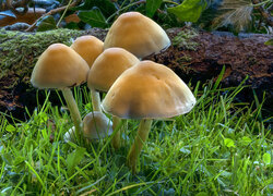 Kilka grzybów w trawie