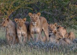 Kilka lwów na trawie