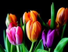 Kilka tulipanów na czarnym tle