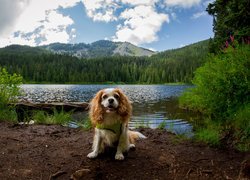 Pies, King charles spaniel, Rzeka, Drzewa, Góry