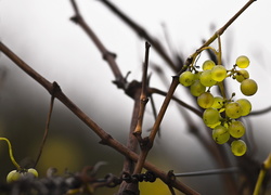Kiść zielonych winogron na gałązce