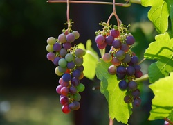 Kiście fioletowych winogron w słońcu