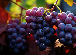 Kiście winogron i listki na gałązce
