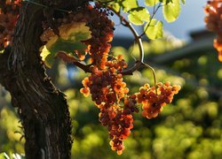 Kiście winogron na gałązce w promieniach słonecznych
