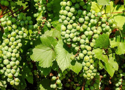 Kiście zielonych winogron