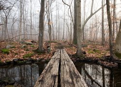 Kładka nad rzeczką w lesie