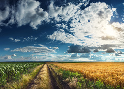 Kłębiaste chmury nad polami