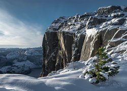 Klif Preikestolen, Góry Skandynawskie, Zima, Drzewo, Rogaland, Norwegia