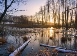 Bagna, Drzewa, Promienie słońca, Kłody, Drzewa, Rośliny