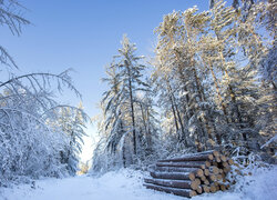 Kłody ściętego drzewa przy ośnieżonej ścieżce w zimowym lesie