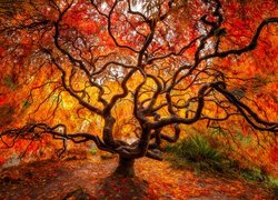 Jesień, Drzewo, Klon japoński, Liście