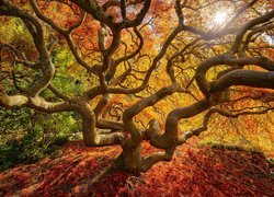Przyroda, Jesień, Drzewo, Klon japoński, Klon palmowy, Liście