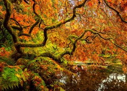 Staw, Drzewa, Klon japoński, Jesień, Liście