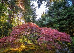 Klon palmowy w Portland Japanese Garden