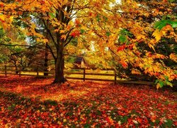 Drzewa, Klon, Kolorowe, Liście, Ogrodzenie, Dom, Jesień