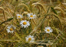 Rumianek, Zboże, Kłosy, Rozmycie