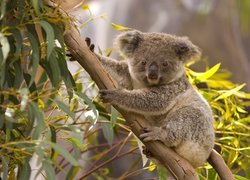 Koala pośród bambusowych gałązek