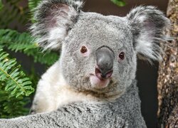 Koala przy zielonych liściach