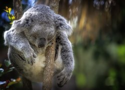 Koala śpiący na drzewie