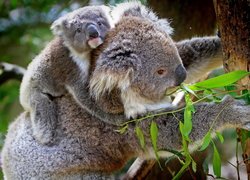Koala z młodym na drzewie
