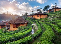 Plantacja, Herbaty, Domy, Kobieta, Parasolka, Wioska, Ban Rak Thai, Prowincja Mae Hong Son, Tajlandia