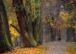 Jesień, Park, Kobiety, Alejka, Drzewa, Ławka, Liście