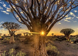 Kokerboom - drzewa kołczanowe na pustyni w Namibii