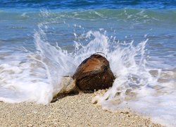 Kokos wśród fal na brzegu morza