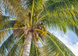 Kokosy na palmie