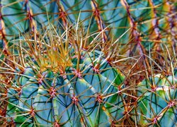 Kolce kaktusa