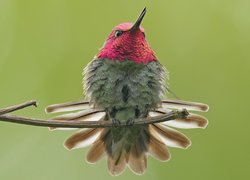 Koliber na gałązce