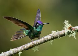 Koliber na gałęzi