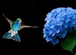 Koliber obok niebieskiej hortensji