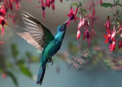Koliber przy kwiatach fuksji