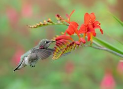 Koliber przy kwiatku krokosmii
