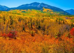 Kolorowa jesień na przełęczy Kebler Pass w Kolorado
