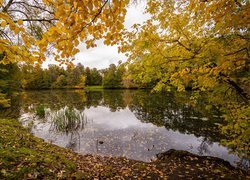 Park, Staw, Liście, Drzewa, Gałęzie, Jesień