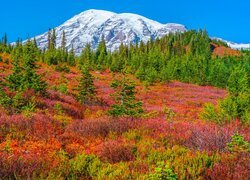 Stany Zjednoczone, Waszyngton, Park Narodowy Mount Rainier, Stratowulkan, Mount Rainier, Drzewa, Roślinność, Jesień, Góry
