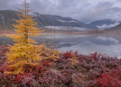 Jesień, Drzewa, Roślinność, Góry Kołymskie, Jezioro, Jack London, Kołyma, Rosja